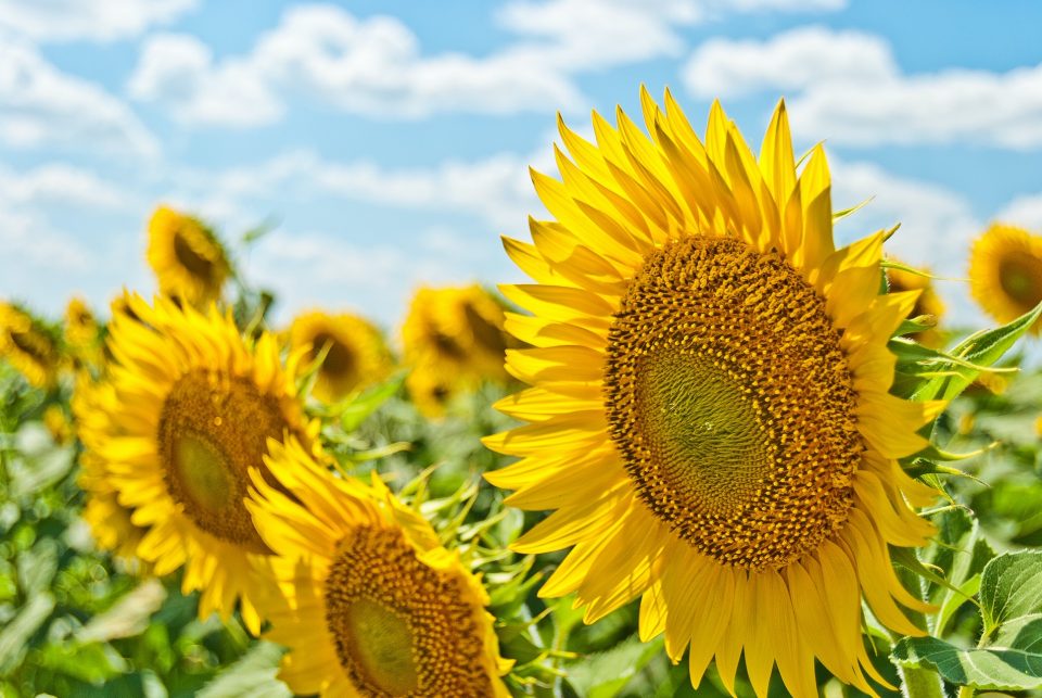 Bright yellow sunflowers up close to show fun summer activities to do in Park City